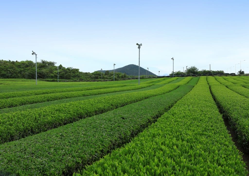 Jeju Island travel guide