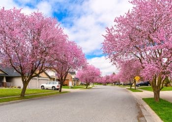 The City That Turns Pink Once a Year (And It’s Not in Japan)