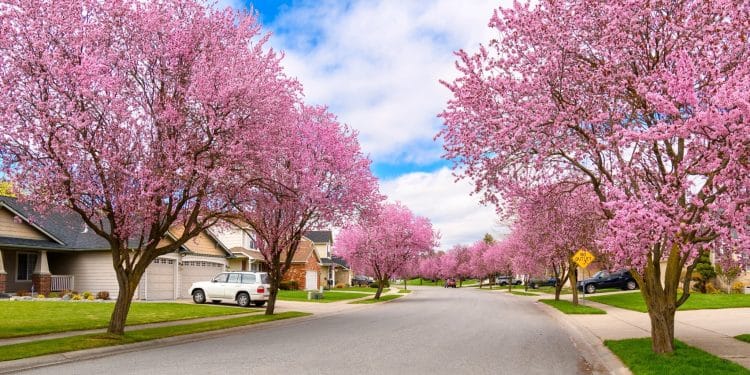The City That Turns Pink Once a Year (And It’s Not in Japan)
