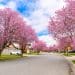 The City That Turns Pink Once a Year (And It’s Not in Japan)