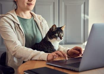Traveler working on laptop with a cat on their lap, representing house sitting jobs abroad.