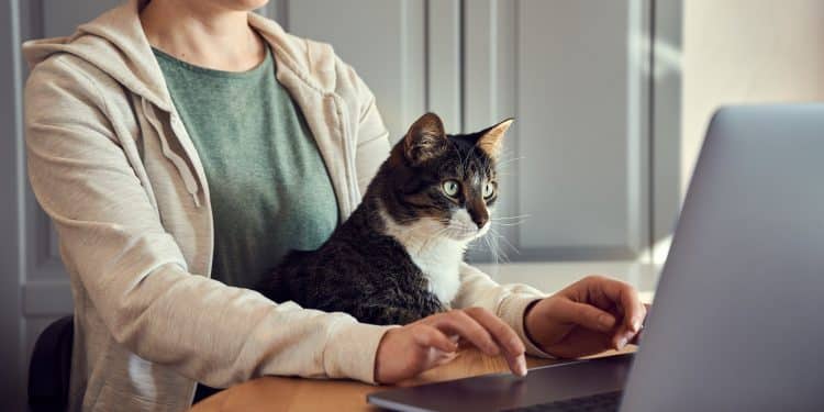 Traveler working on laptop with a cat on their lap, representing house sitting jobs abroad.