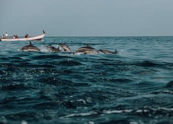 Dolphins swimming beside boat near Socotra
