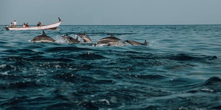 Dolphins swimming beside boat near Socotra
