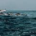 Dolphins swimming beside boat near Socotra