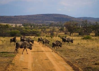 Budget Travel Through South Africa: Safari on a Shoestring