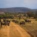 Budget Travel Through South Africa: Safari on a Shoestring